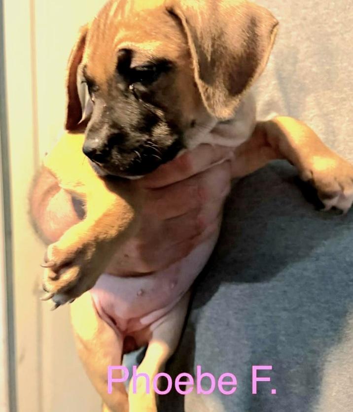 Enlarge Phoebe, an adopted mixed breed in Parma, OH image 1/1