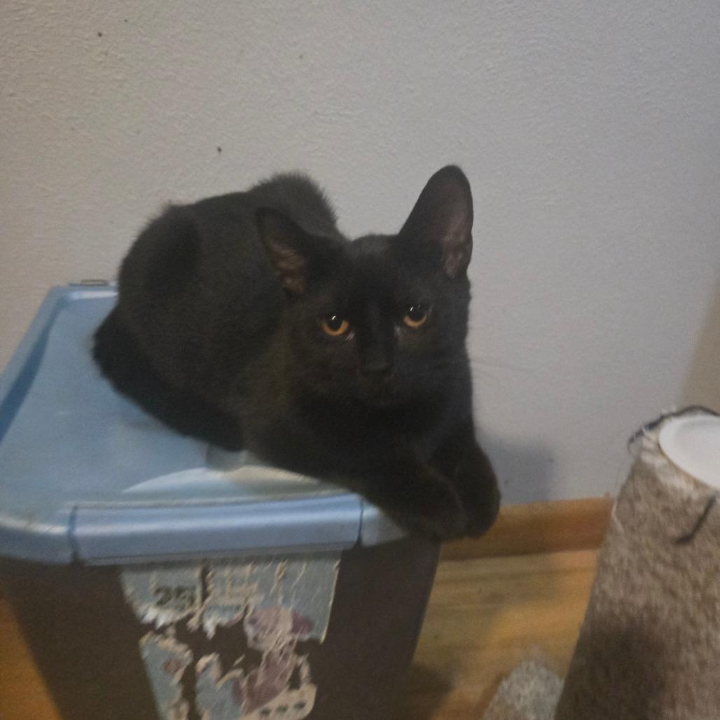 Enlarge Leaf, a Adoptable Domestic Medium Hair in Lima, OH image 1/4