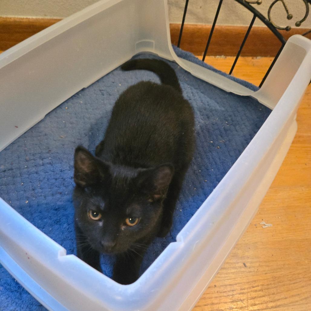Enlarge Leaf, a Adoptable Domestic Medium Hair in Lima, OH image 2/4