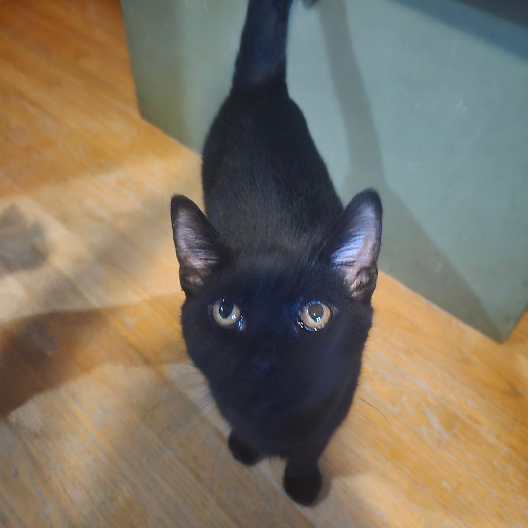 Enlarge Leaf, a Adoptable Domestic Medium Hair in Lima, OH image 4/4