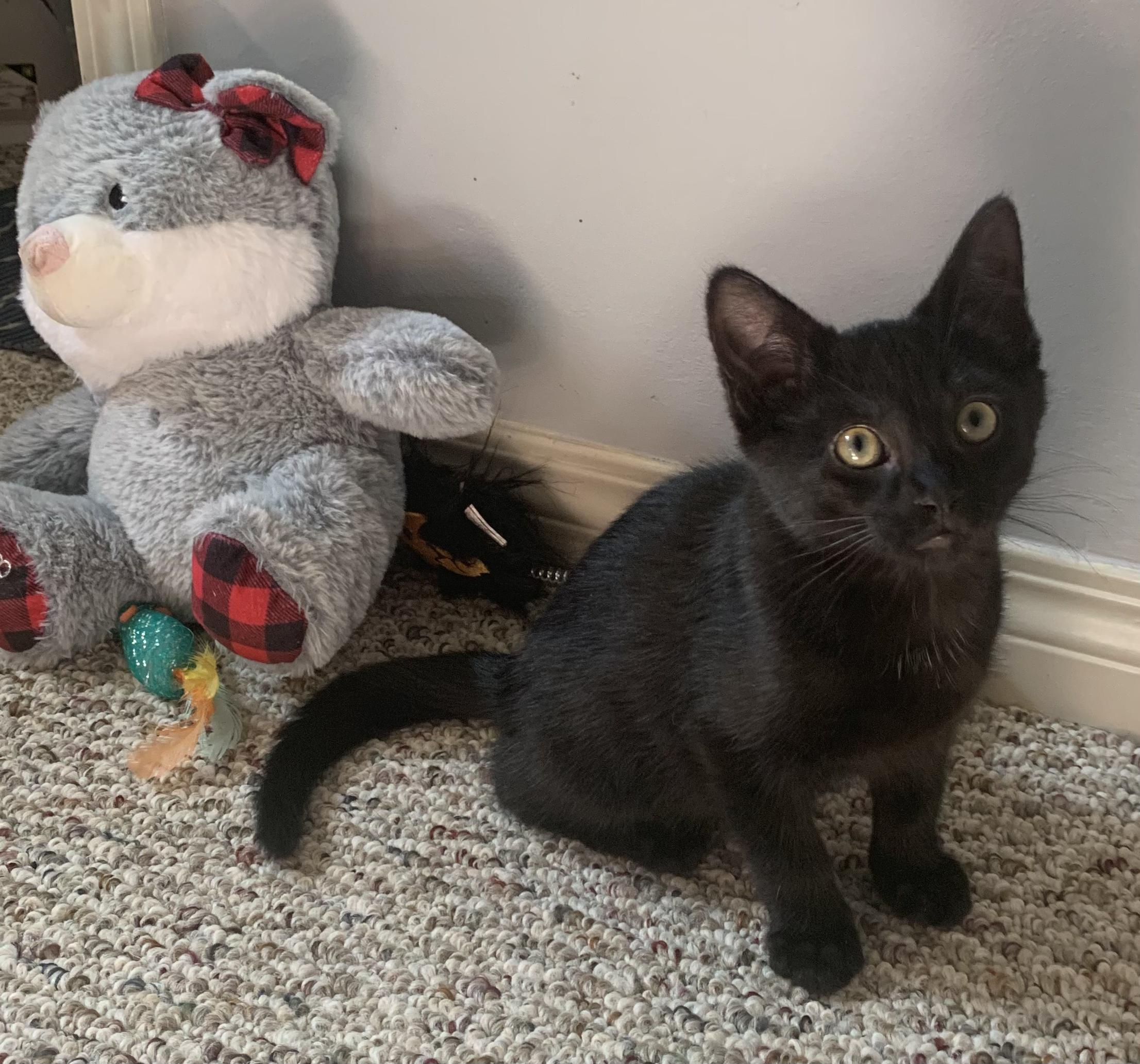 Lenny, ADOPTABLE, Young Male Domestic Short Hair.