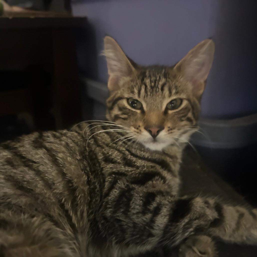 Nessie, Adoptable, Kitten Female Domestic Short Hair.