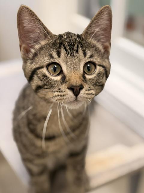 Enlarge Canoe, a Adoptable Domestic Short Hair in Douglas, MI image 1/3