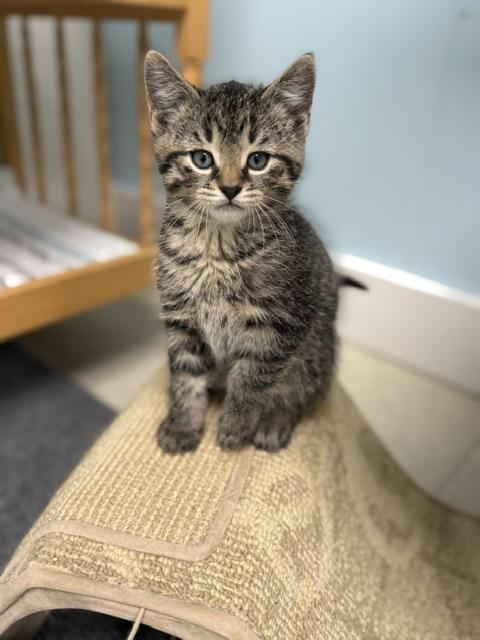 Enlarge Canoe, a Adoptable Domestic Short Hair in Douglas, MI image 2/3