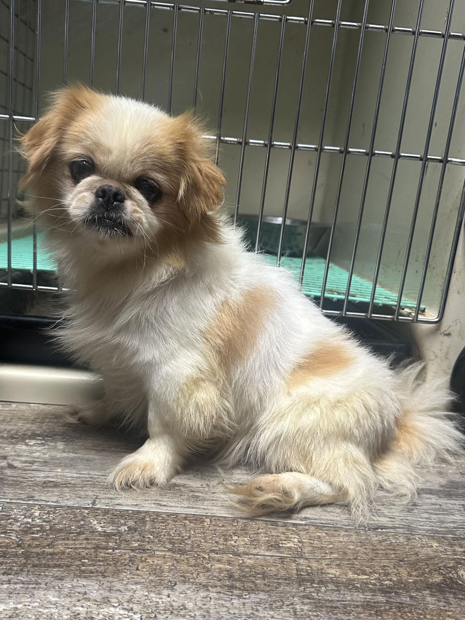 Emma, Adopted, Adult Female Pekingese.