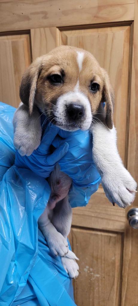 Enlarge Solitaire, a Adoptable mixed breed in Chillicothe, OH image 1/1