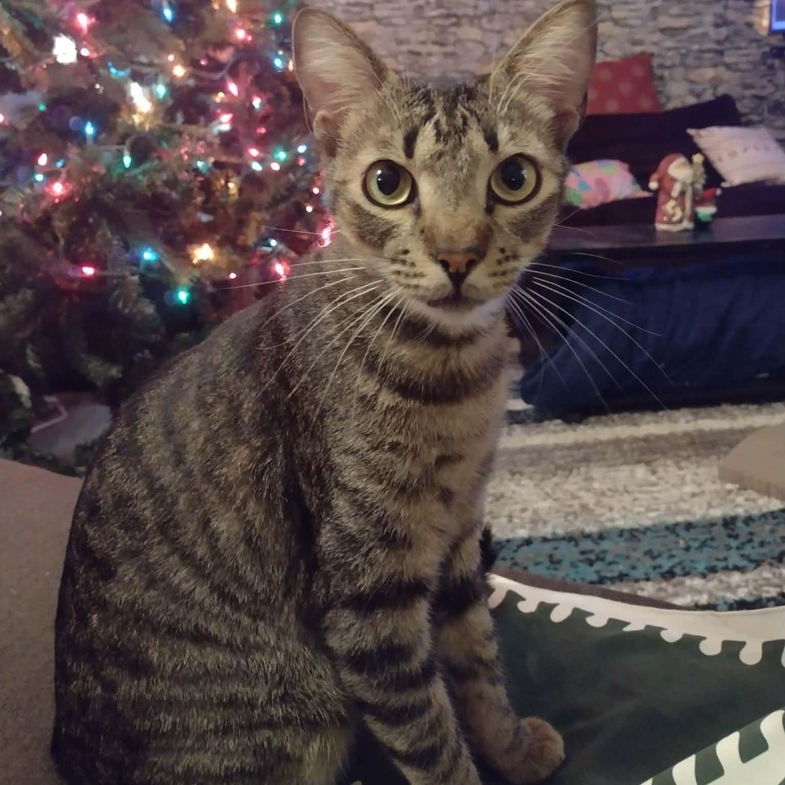 Enlarge Tubi, a ADOPTABLE American Shorthair in Yukon, OK image 2/4