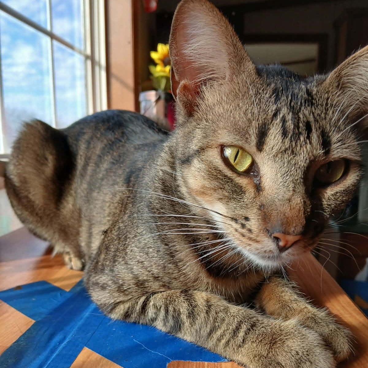 Enlarge Tubi, a ADOPTABLE American Shorthair in Yukon, OK image 4/4
