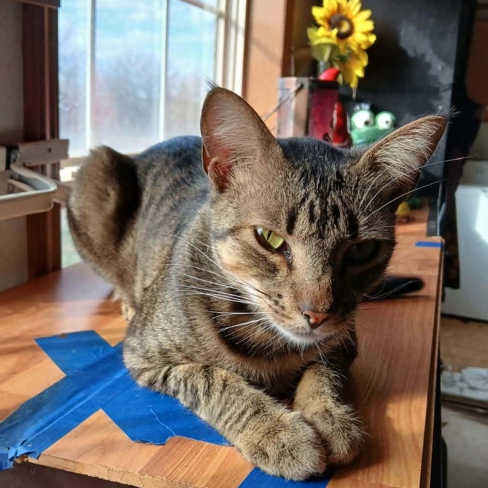 Enlarge Tubi, a ADOPTABLE American Shorthair in Yukon, OK image 3/4