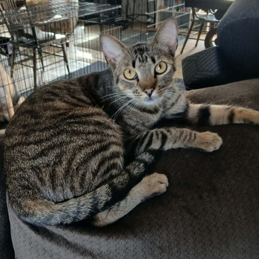 Enlarge Tubi, a ADOPTABLE American Shorthair in Yukon, OK image 1/4