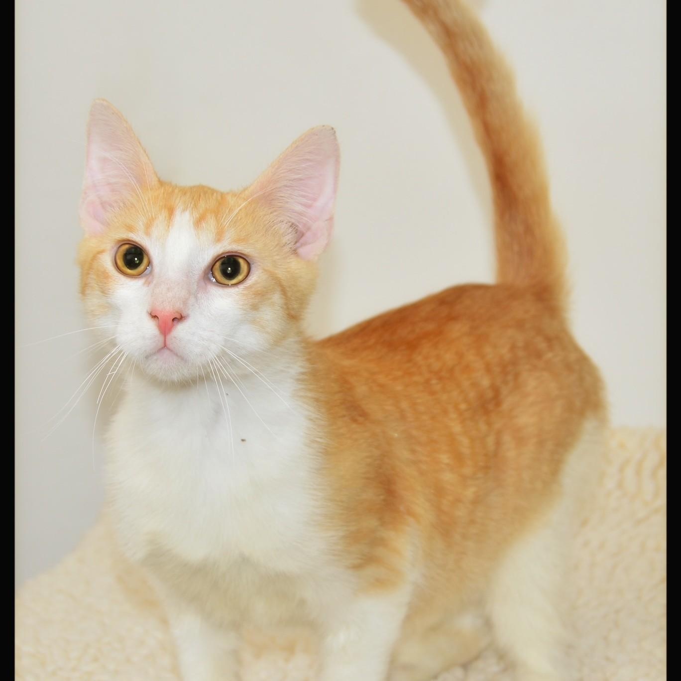 Rudy, ADOPTABLE, Young Male Tabby.