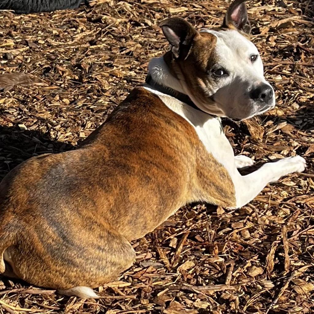 Bud, a Adoptable mixed breed in Peachtree City, GA image 1/3