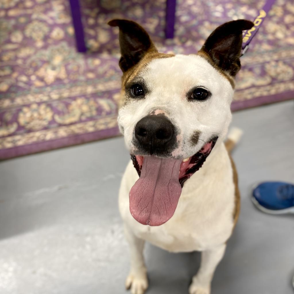 Bud, a Adoptable mixed breed in Peachtree City, GA image 2/3