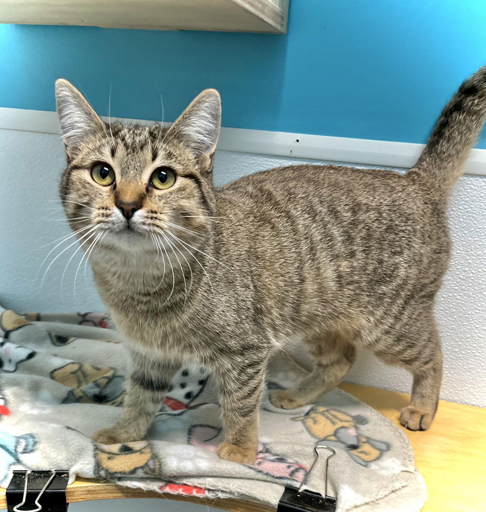 Lynx — thumbnail 3