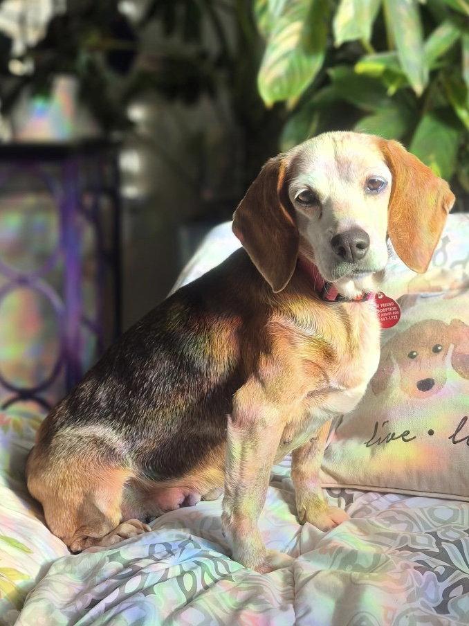 Martha, Adoptable, Senior Female Beagle.