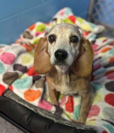Martha, a Adoptable Beagle in Cary, NC image 2/3