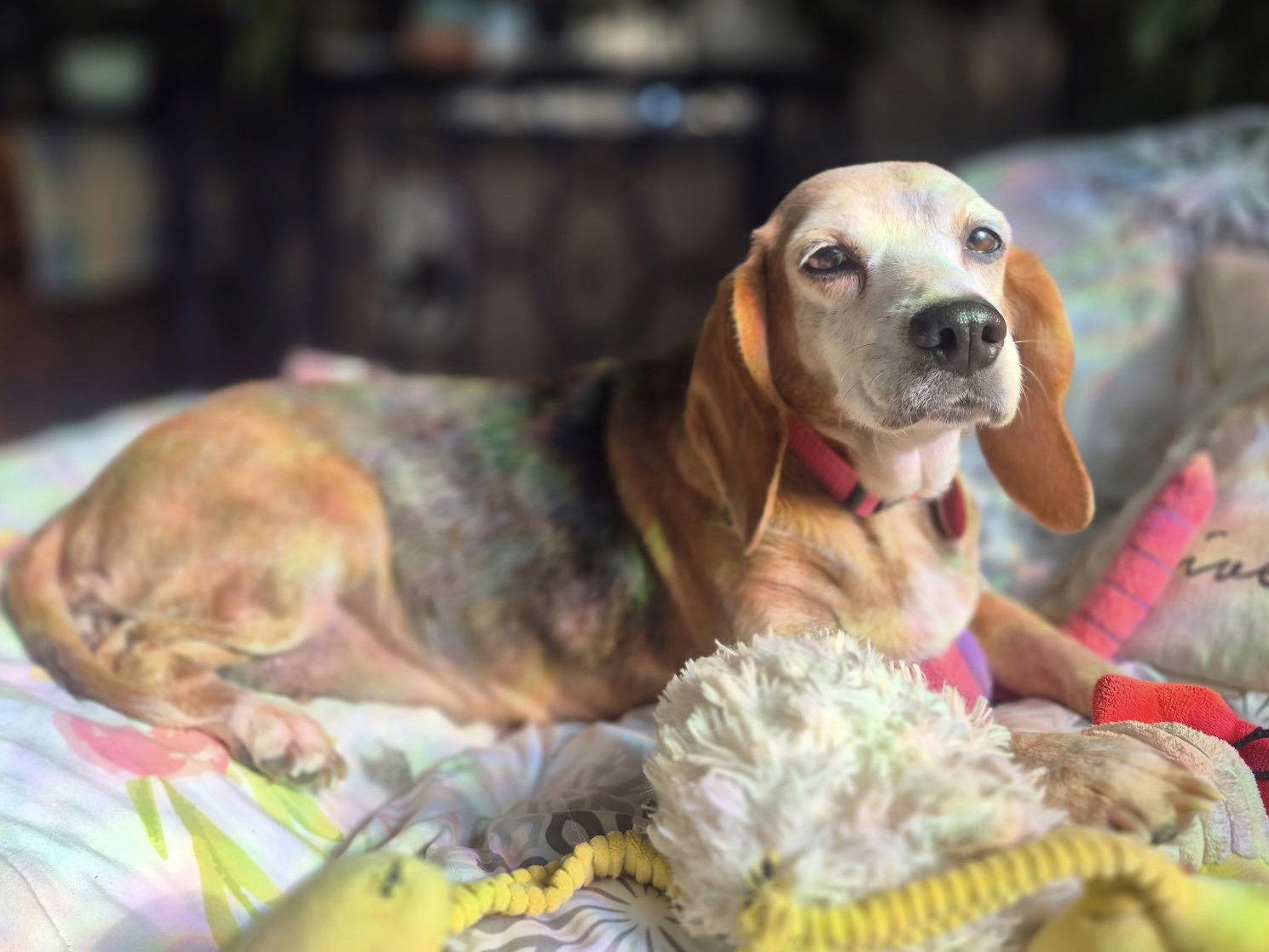 Martha, a Adoptable Beagle in Cary, NC image 3/3