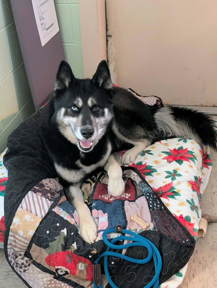 Enlarge Lucas, a ADOPTABLE mixed breed in Colonial Heights, VA image 4/4