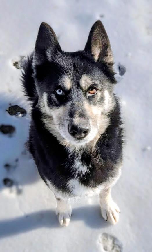 Enlarge Lucas, a ADOPTABLE mixed breed in Colonial Heights, VA image 1/4