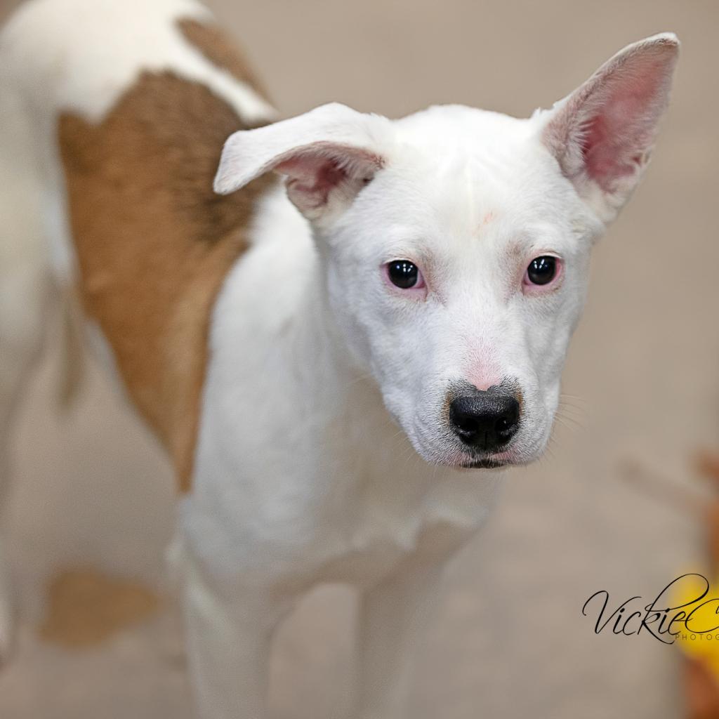 Enlarge Starburst, a Adoptable mixed breed in Abilene, TX image 1/2