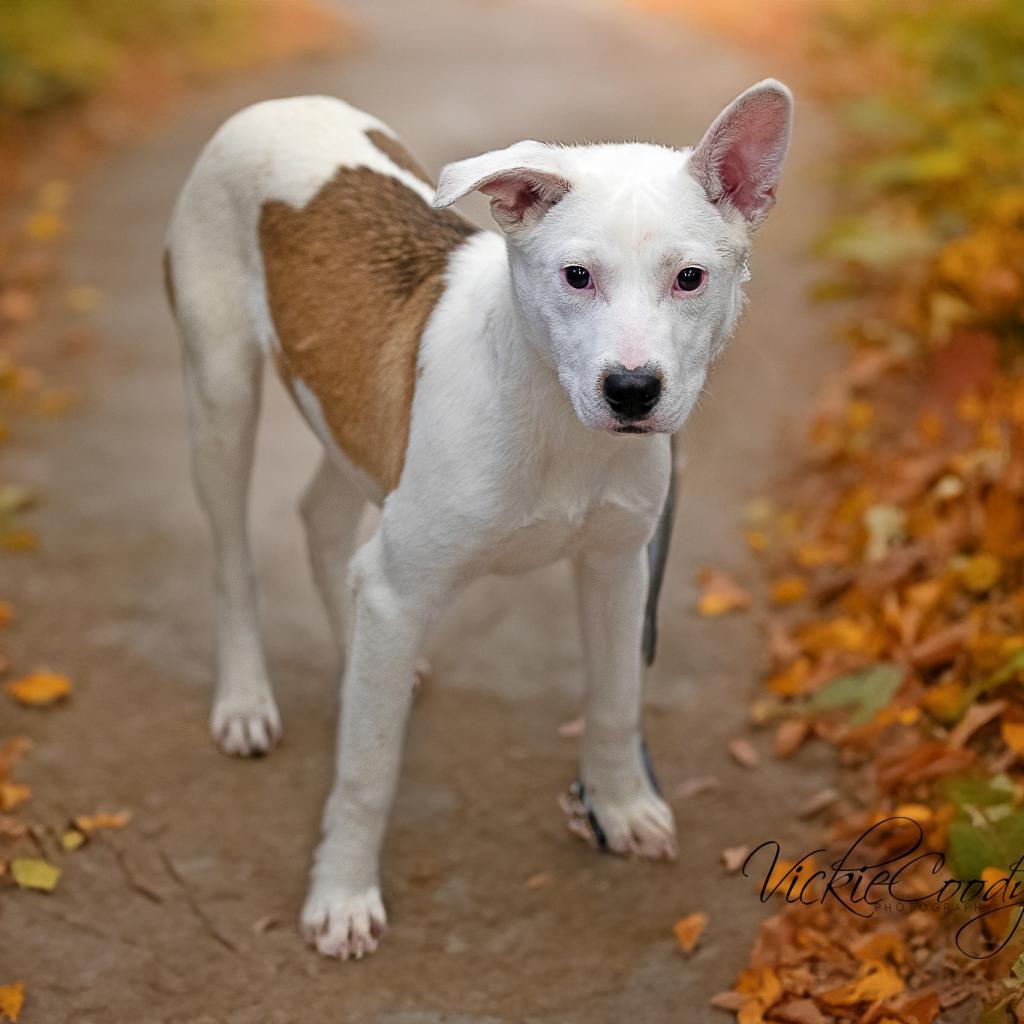 Enlarge Starburst, a Adoptable mixed breed in Abilene, TX image 2/2