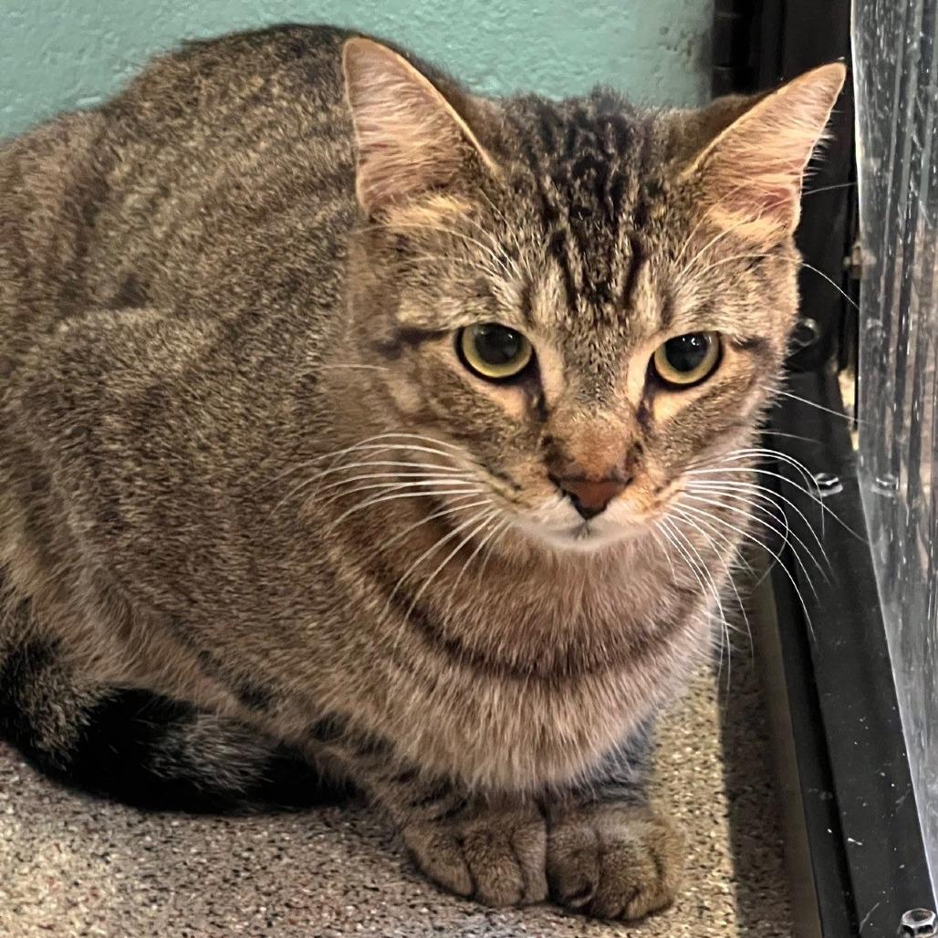 Enlarge Ahoy, a Adoptable Domestic Short Hair in Sarasota, FL image 1/1