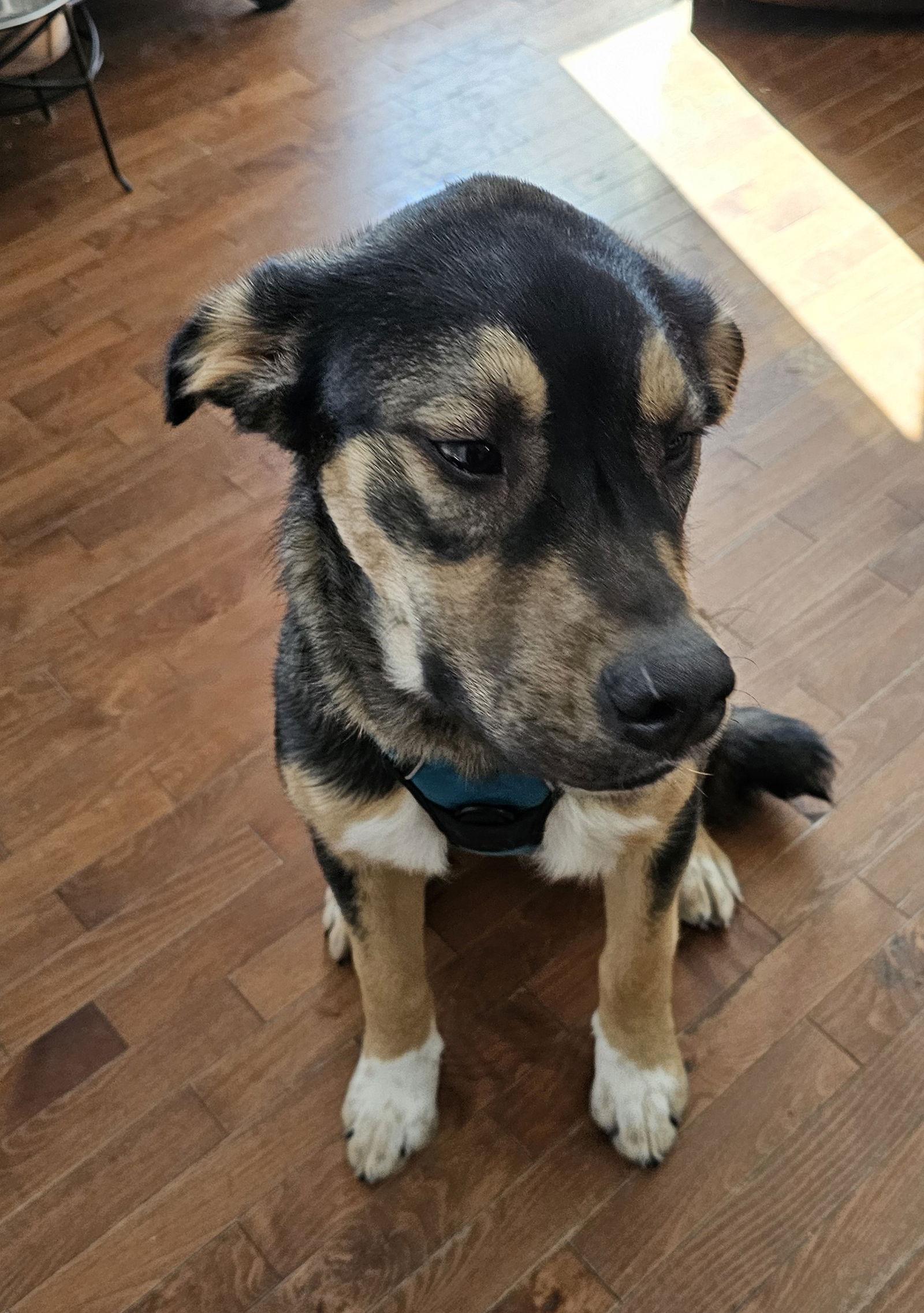 Enlarge Winston, a Adoptable mixed breed in London, ON image 2/3