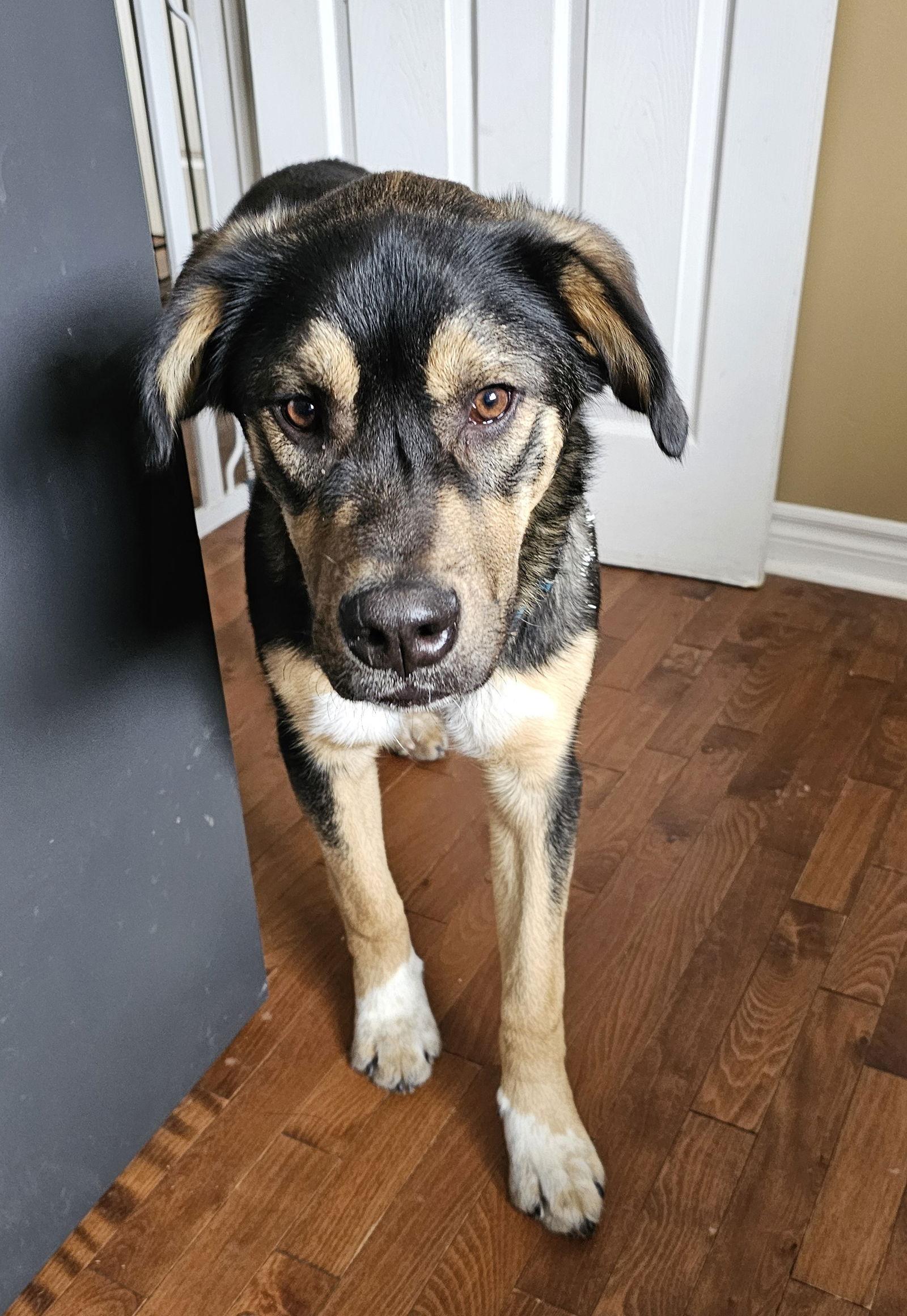 Enlarge Winston, a Adoptable mixed breed in London, ON image 3/3