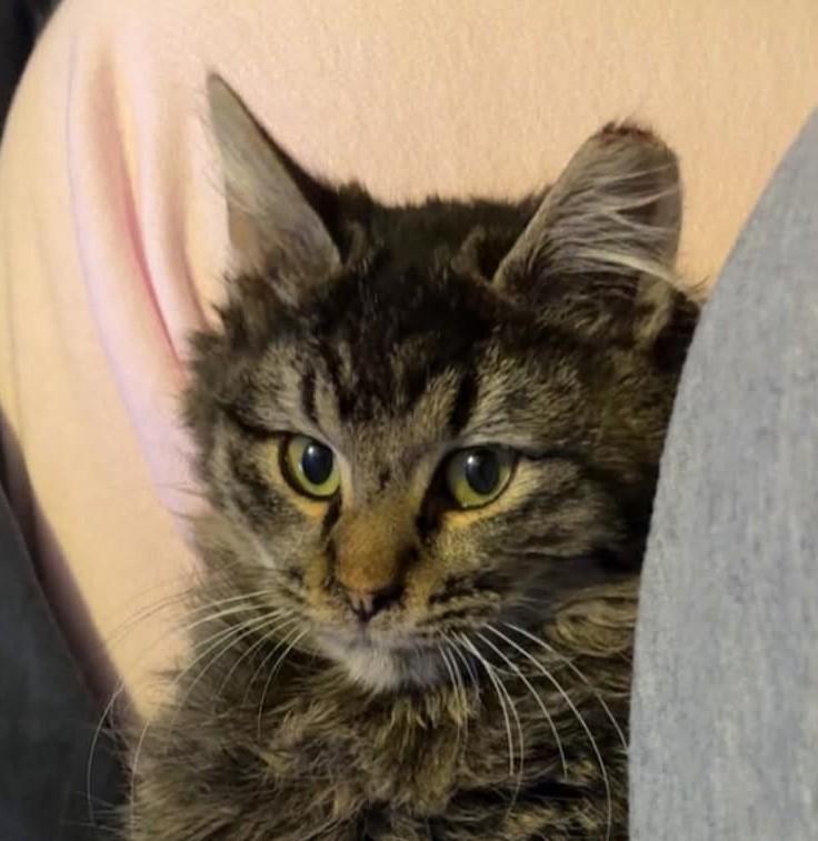 Sunny, Adoptable, Kitten Male Domestic Medium Hair.