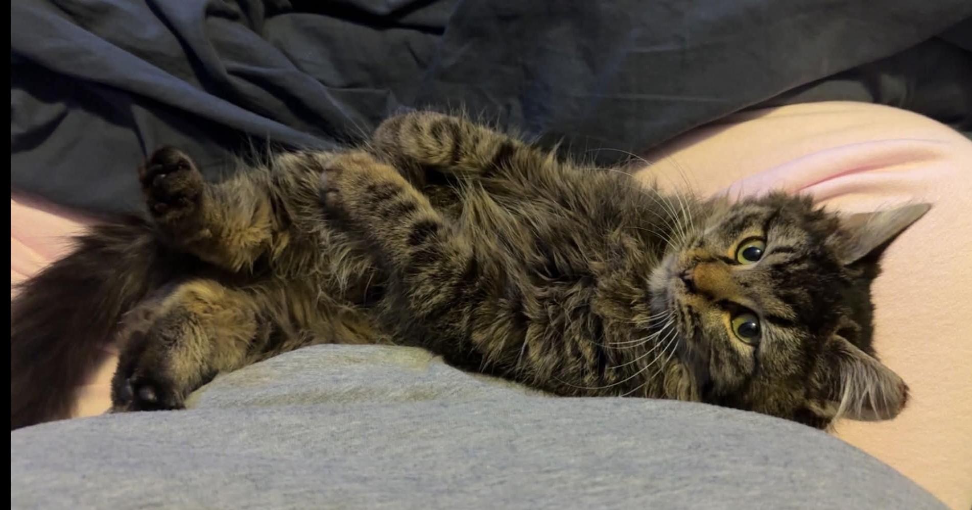 Enlarge Sunny, a Adoptable Domestic Medium Hair in Reno, NV image 2/2