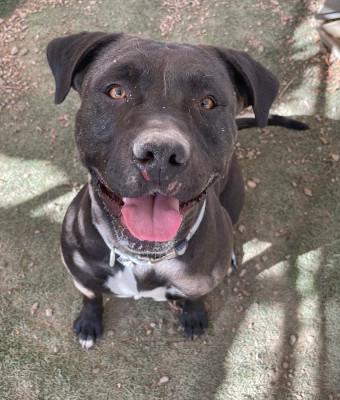 Enlarge Luna C, a Adoptable mixed breed in Santa Paula, CA image 1/1