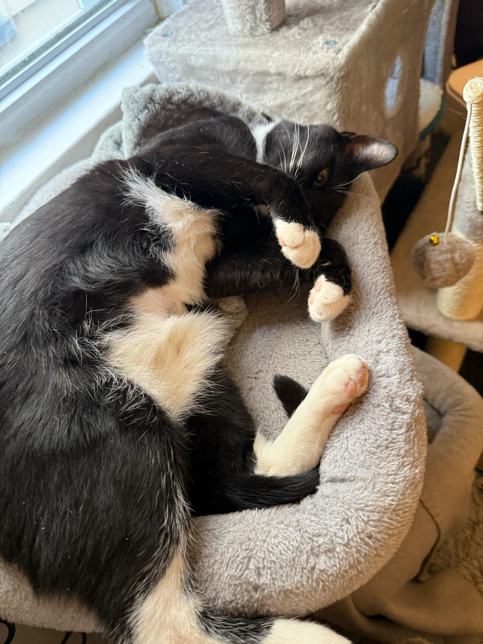 Enlarge Melvin, a Adopted Domestic Short Hair in Hillside, NJ image 2/5