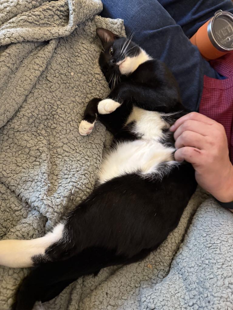 Enlarge Melvin, a Adopted Domestic Short Hair in Hillside, NJ image 3/5