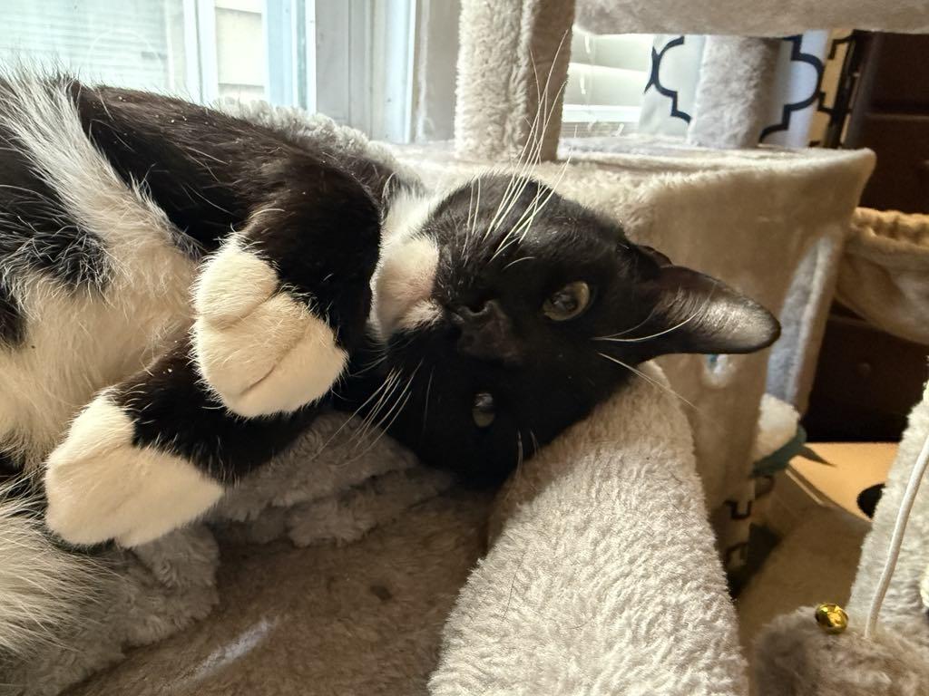 Enlarge Melvin, a Adopted Domestic Short Hair in Hillside, NJ image 1/5