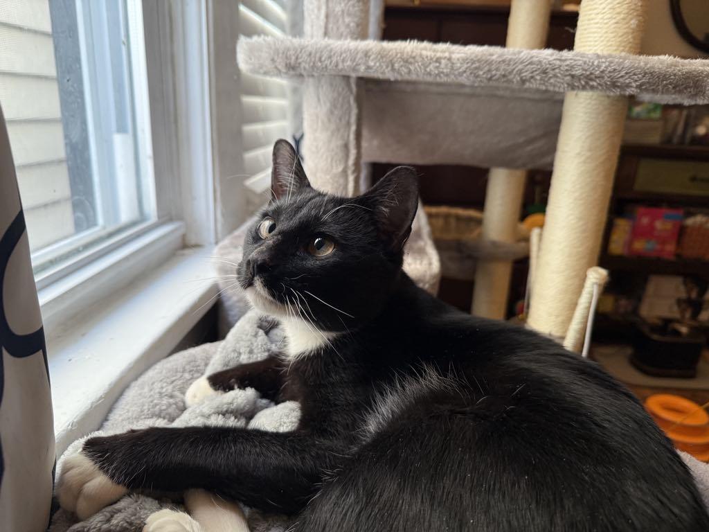 Enlarge Melvin, a Adopted Domestic Short Hair in Hillside, NJ image 5/5
