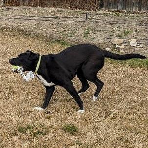Enlarge Lenny, a Adoptable Mixed Breed in Murray, UT image 1/5