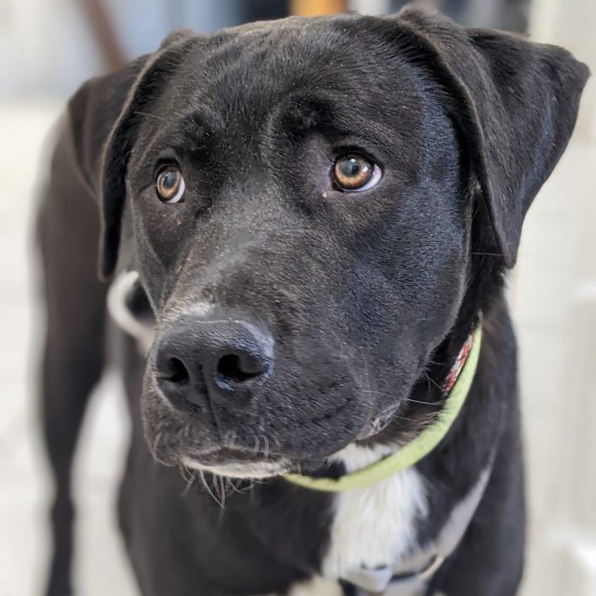 Enlarge Lenny, a Adoptable Mixed Breed in Murray, UT image 2/5