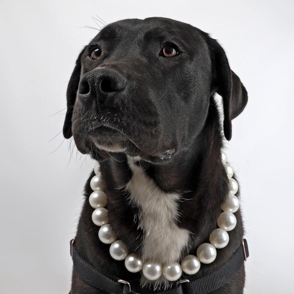 Enlarge Lenny, a Adoptable Mixed Breed in Murray, UT image 3/5