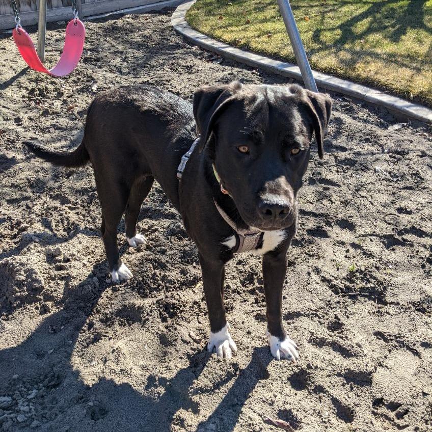 Enlarge Lenny, a Adoptable Mixed Breed in Murray, UT image 4/5