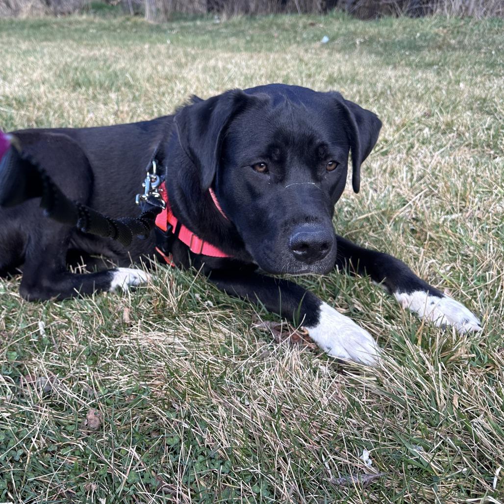 Enlarge Lenny, a Adoptable Mixed Breed in Murray, UT image 5/5