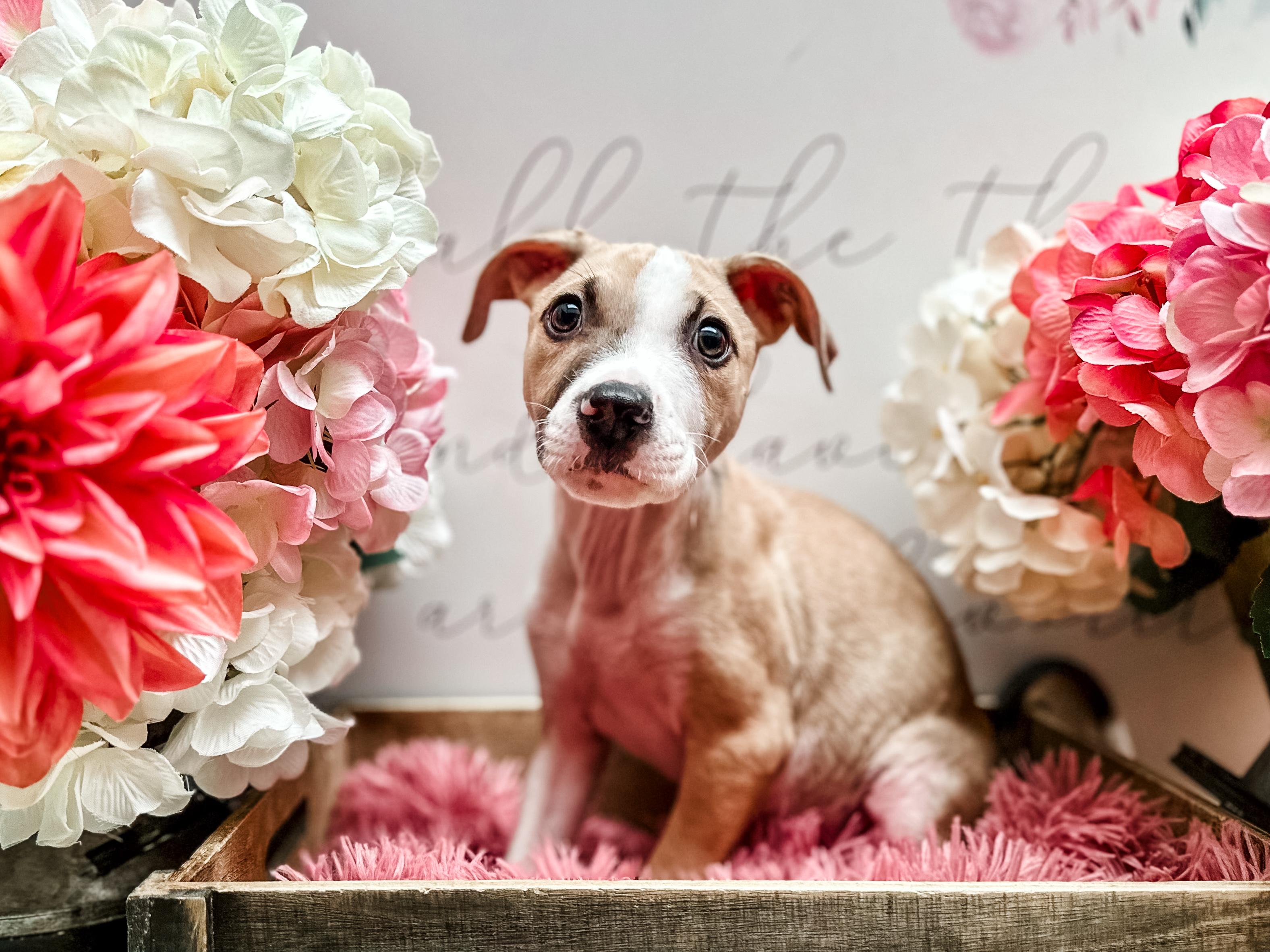 Arrow, a Adoptable mixed breed in Newberg, OR image 2/2