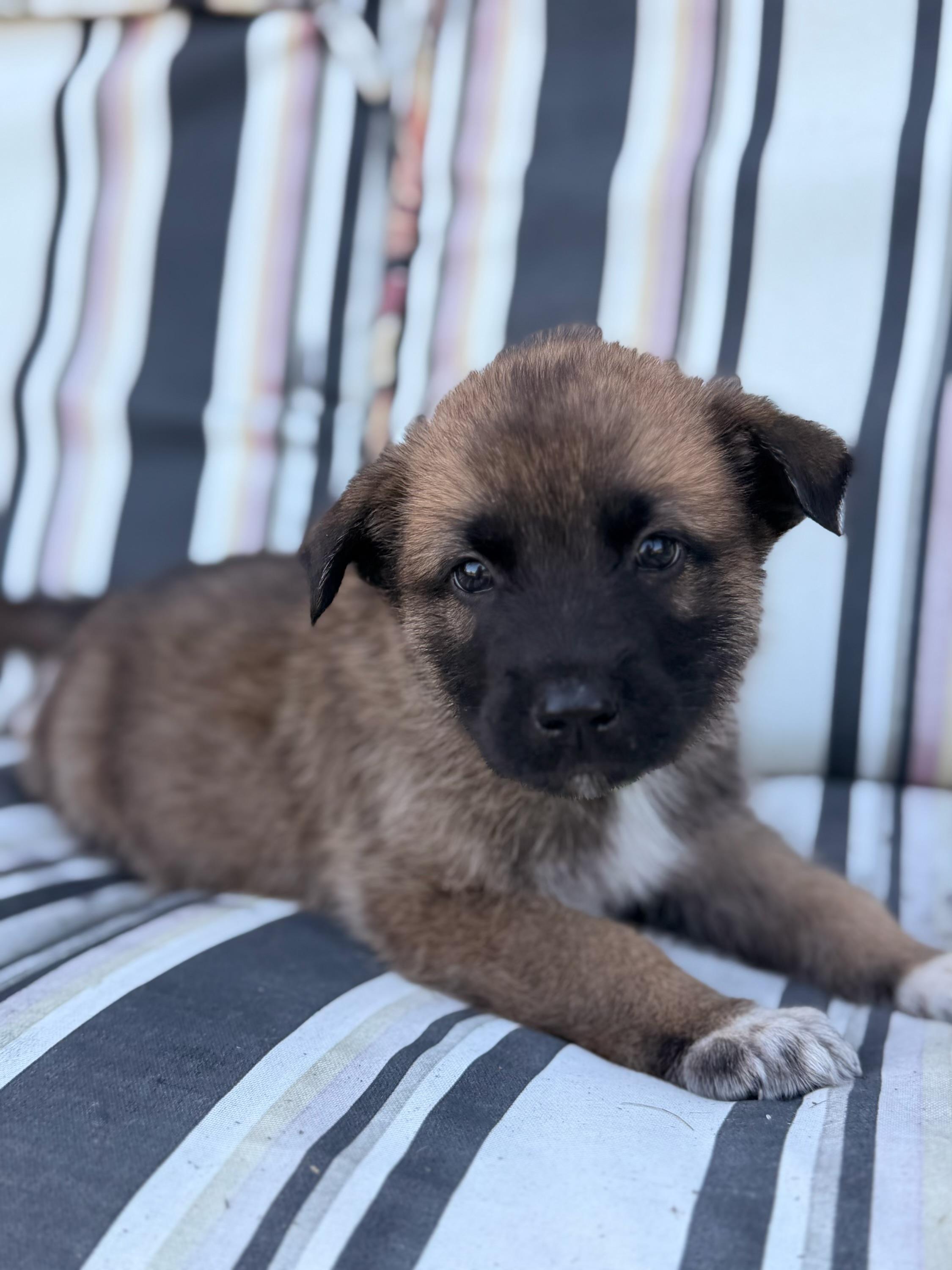 Enlarge Sawyer, a ADOPTABLE mixed breed in North Freedom, WI image 3/4