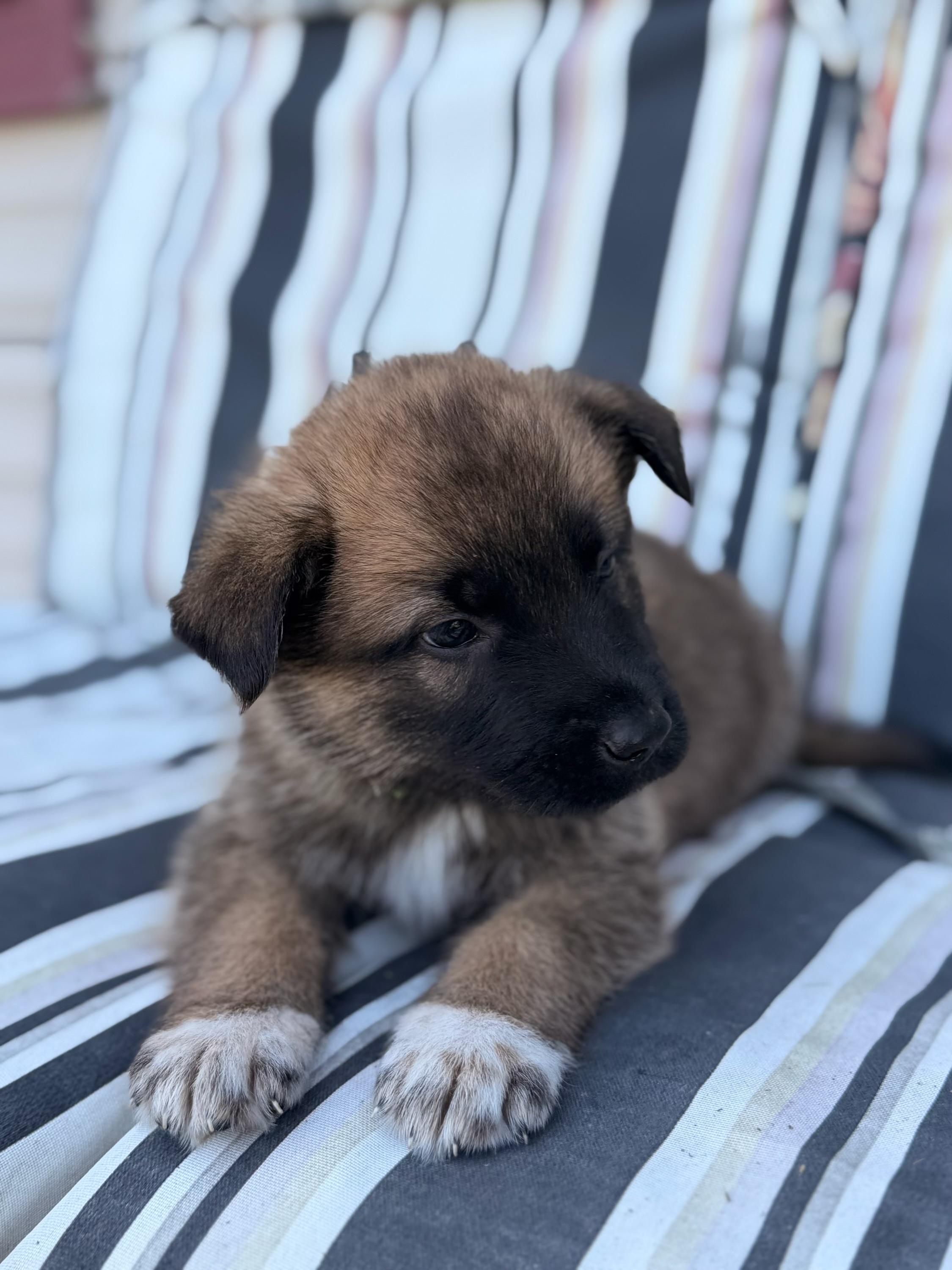 Enlarge Sawyer, a ADOPTABLE mixed breed in North Freedom, WI image 4/4