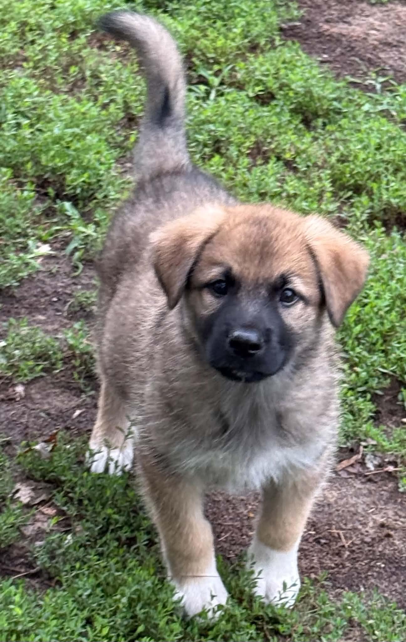 Sawyer, ADOPTABLE, Puppy Male Great Pyrenees & Shepherd.