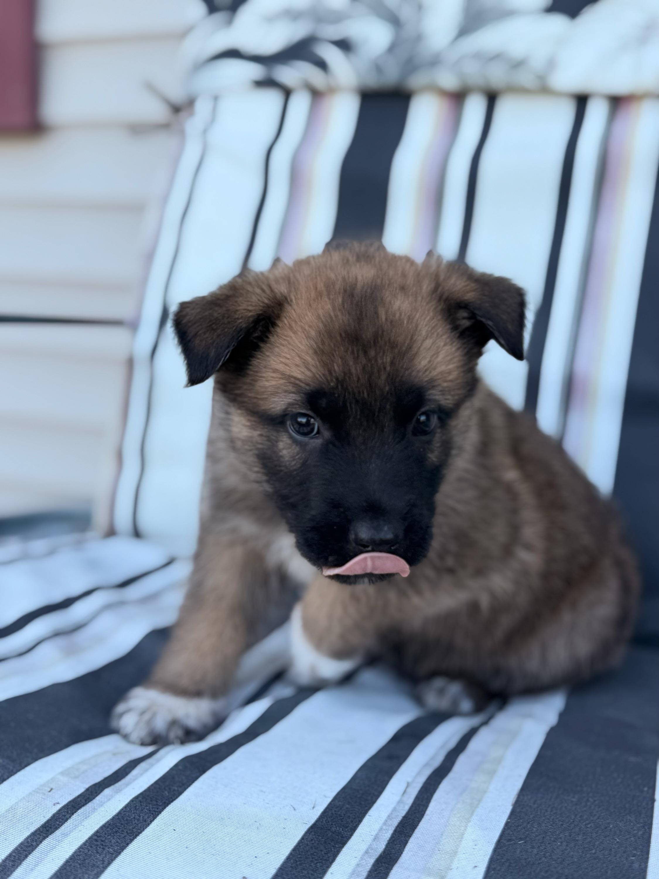 Enlarge Sawyer, a ADOPTABLE mixed breed in North Freedom, WI image 2/4