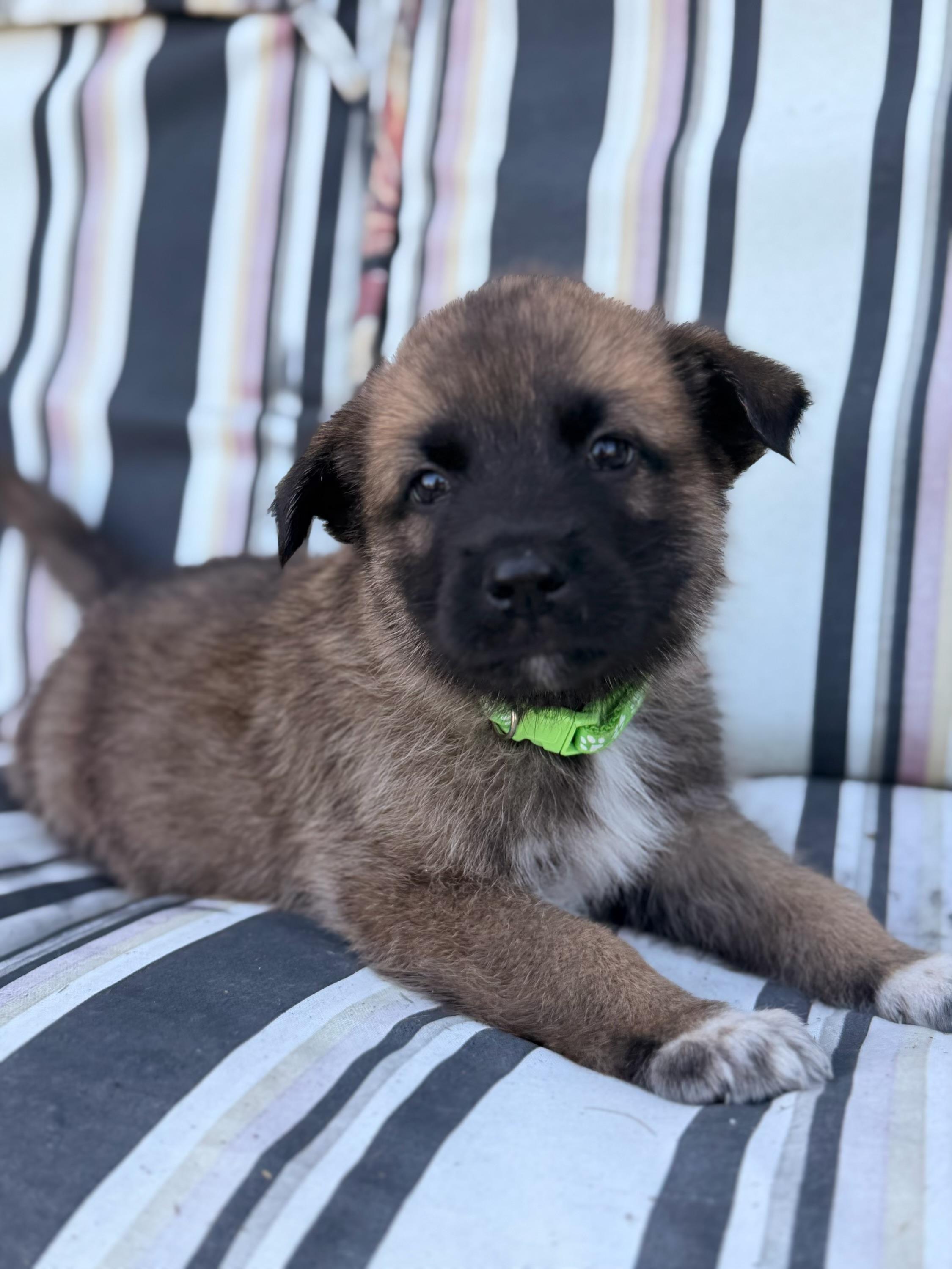 Sawyer, ADOPTABLE, Puppy Male Great Pyrenees & Shepherd.