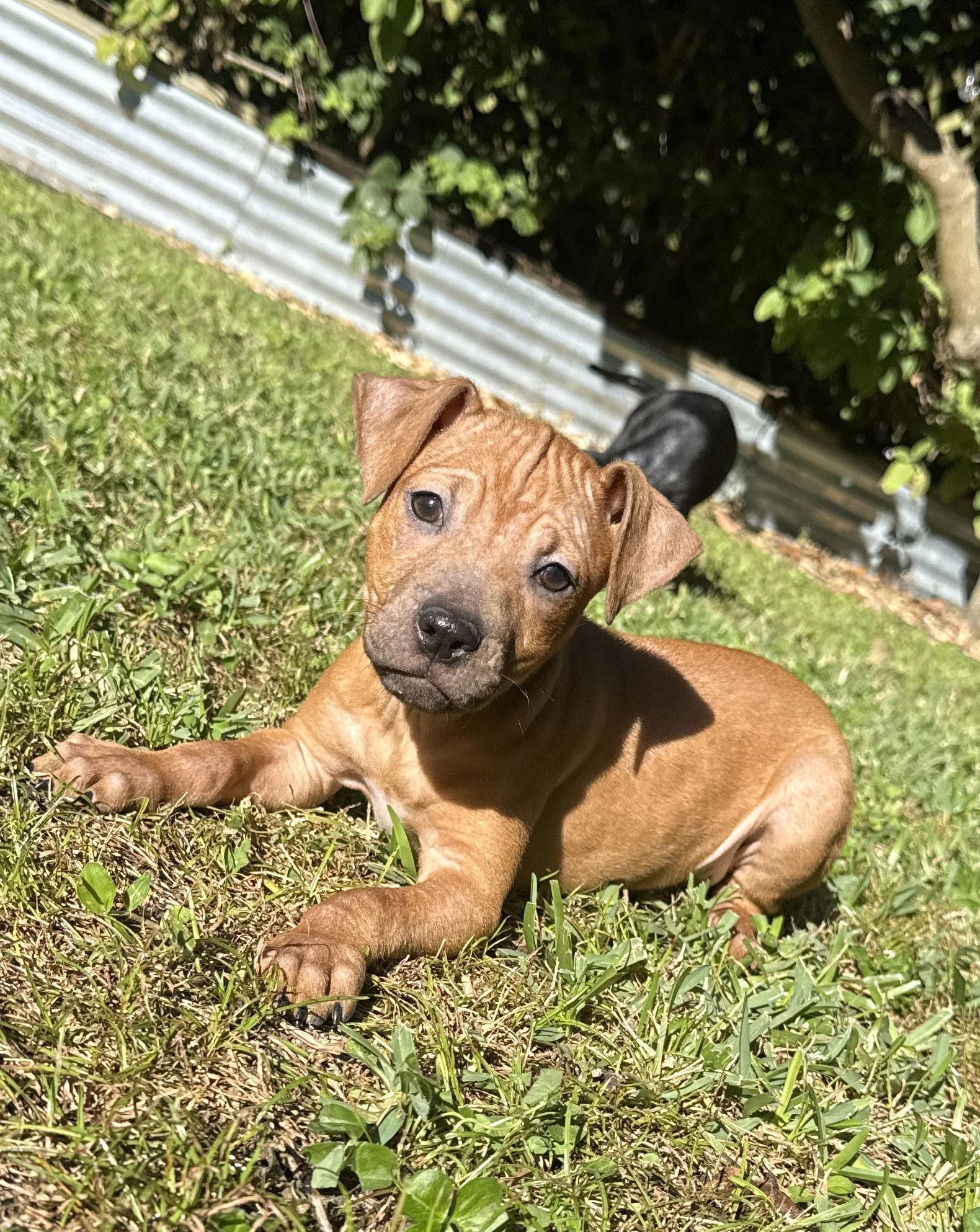 Quetzal * — thumbnail 2