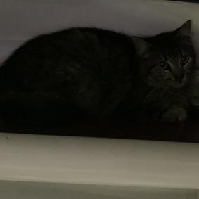 Acorn*, Adoptable, Young Female Domestic Medium Hair.