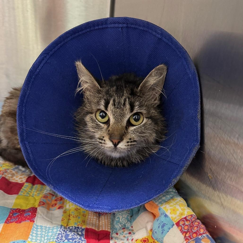 Acorn*, Adoptable, Young Female Domestic Medium Hair.