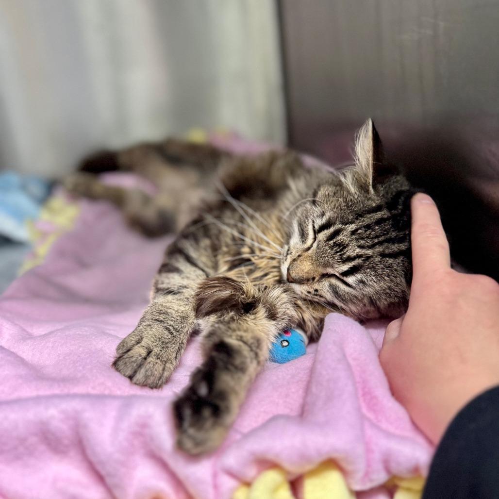 Enlarge Acorn*, a Adoptable Domestic Medium Hair in San Gabriel, CA image 2/6